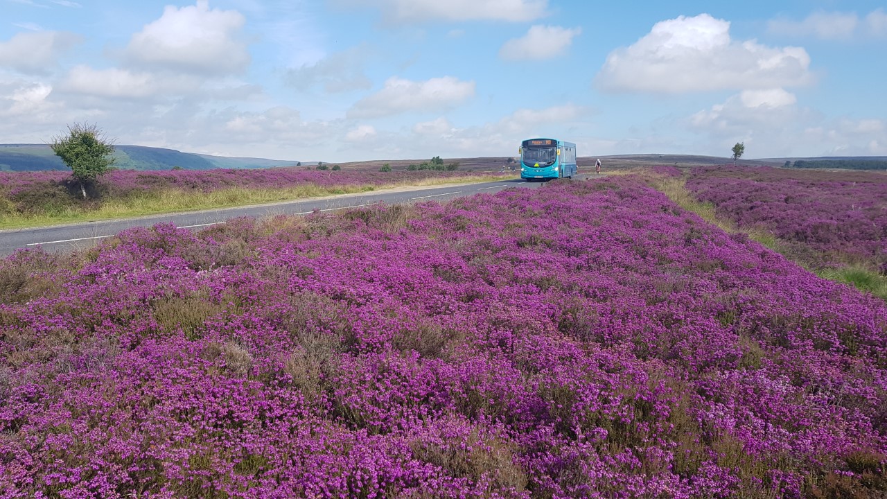 Moorsbus driving through a scene of heather