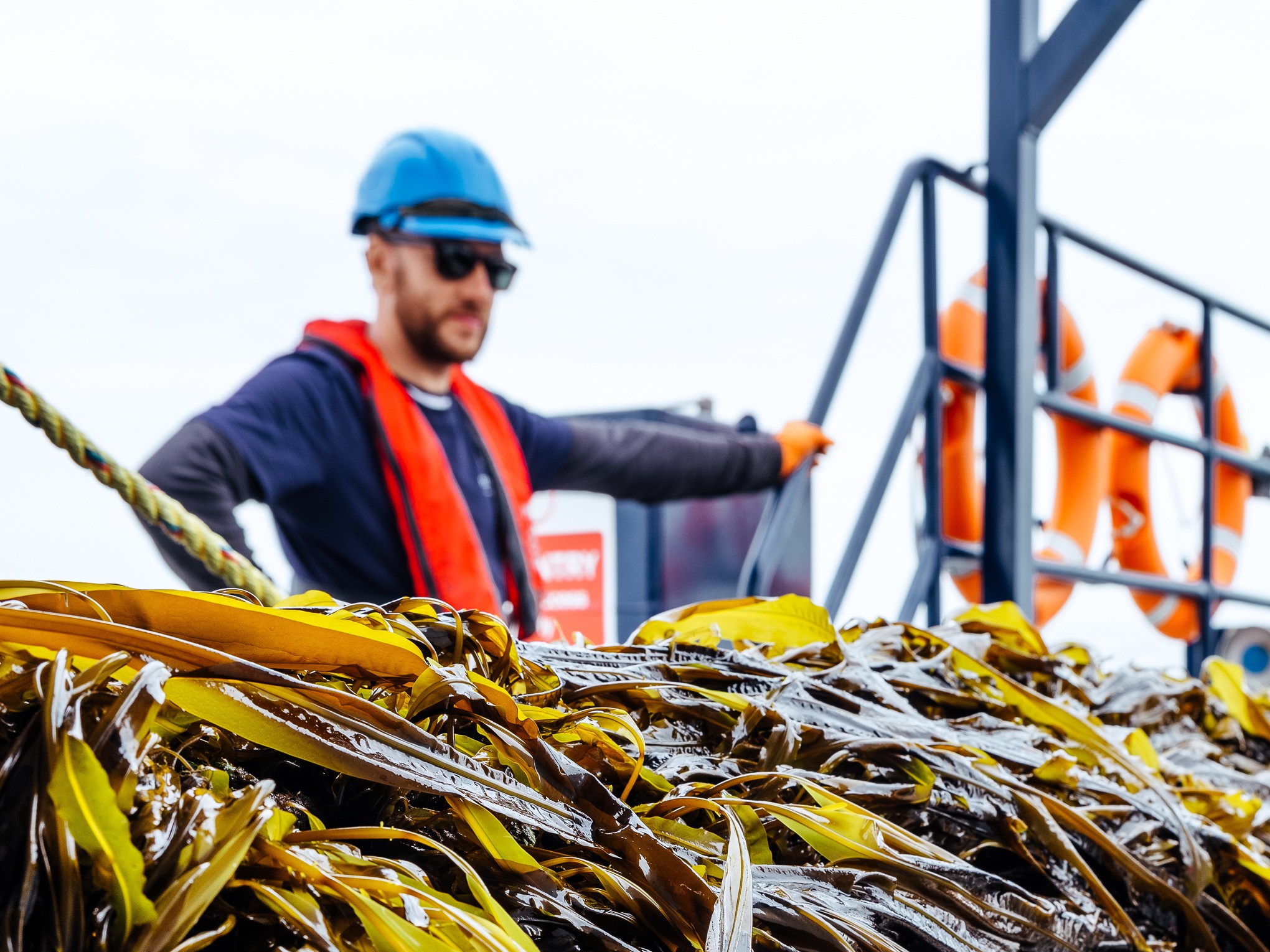 SeaGrown_Adam_Winged_Kelp_Alaria CROP